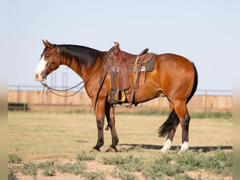 Paint-häst Valack 6 år 157 cm Brun in Canyon, TX