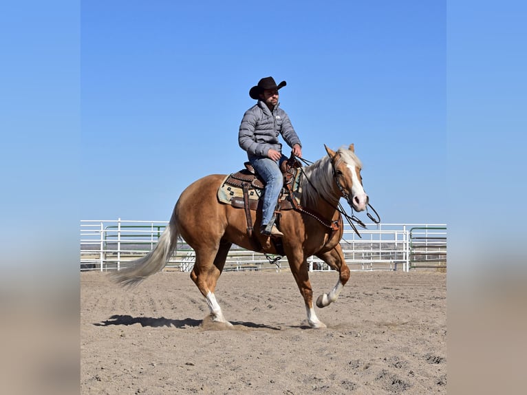 Paint-häst Valack 6 år 157 cm Palomino in Bayard, Nebraska