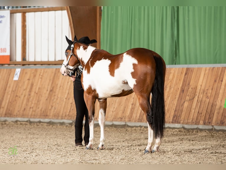 Paint-häst Valack 6 år 158 cm Pinto in Sontra