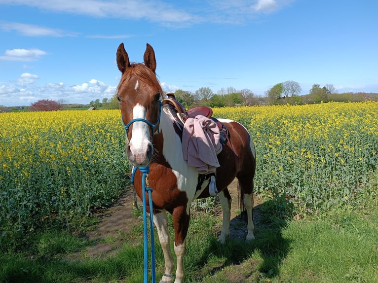 Paint-häst Blandning Valack 6 år 160 cm Pinto in Postfeld