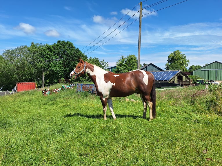 Paint-häst Blandning Valack 6 år 160 cm Pinto in Postfeld