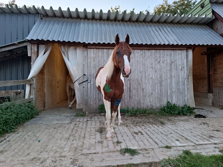 Paint-häst Blandning Valack 6 år 160 cm Pinto in Postfeld