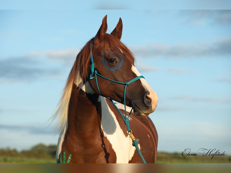 Paint-häst Blandning Valack 6 år 160 cm Pinto in Postfeld