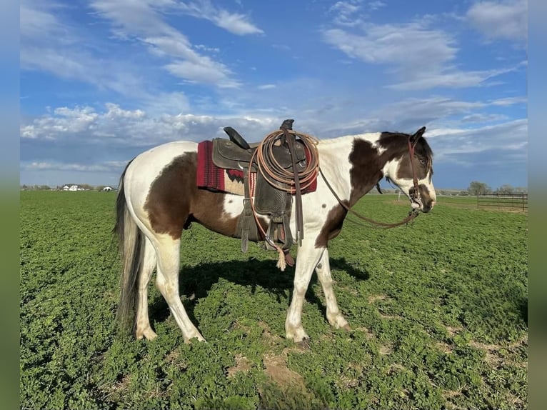 Paint-häst Valack 6 år Gulbrun in Chester, ID