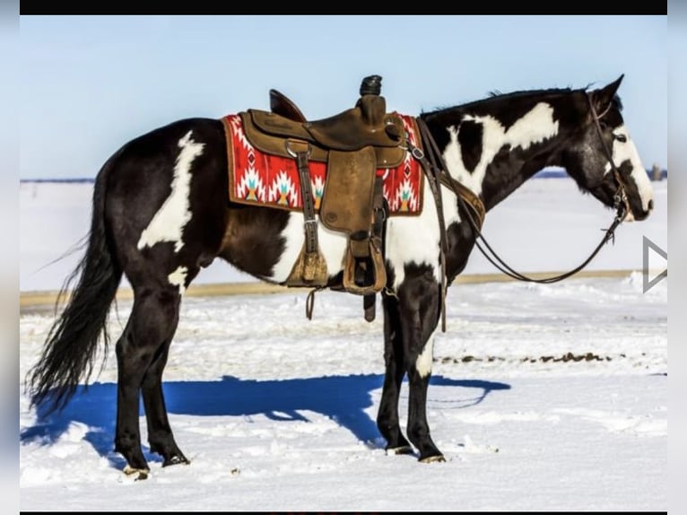 Paint-häst Valack 6 år Svart in Sonora