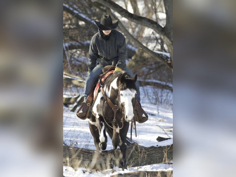 Paint-häst Valack 6 år Svart in Sonora