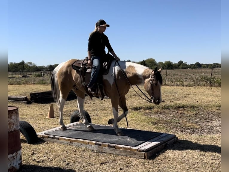 Paint-häst Valack 7 år 147 cm Gulbrun in Ravenna, TX
