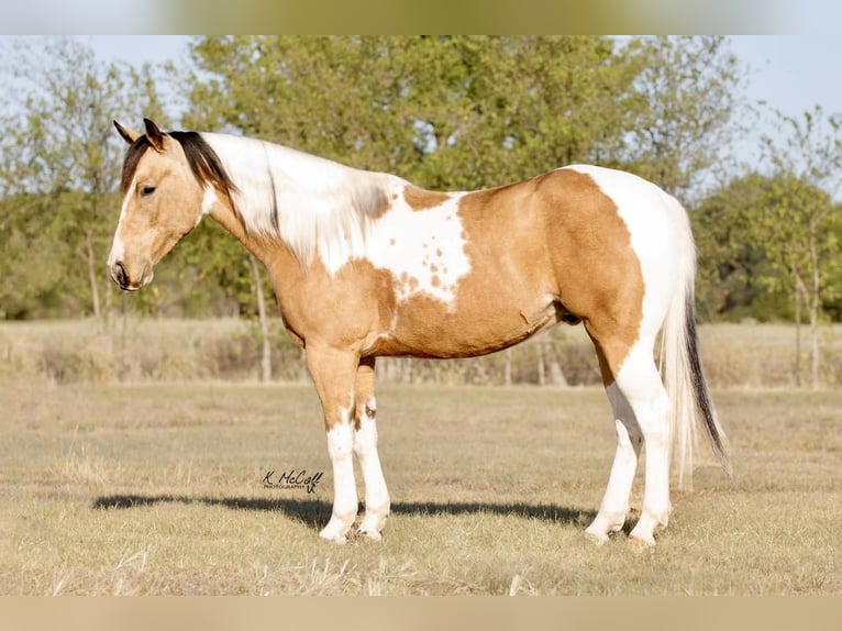 Paint-häst Valack 7 år 147 cm Gulbrun in Ravenna, TX