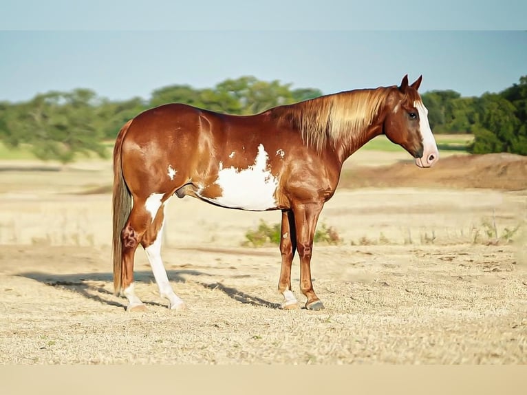 Paint-häst Valack 7 år 150 cm Fux in Kaufman