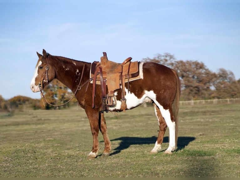Paint-häst Valack 7 år 150 cm Fux in Kaufman