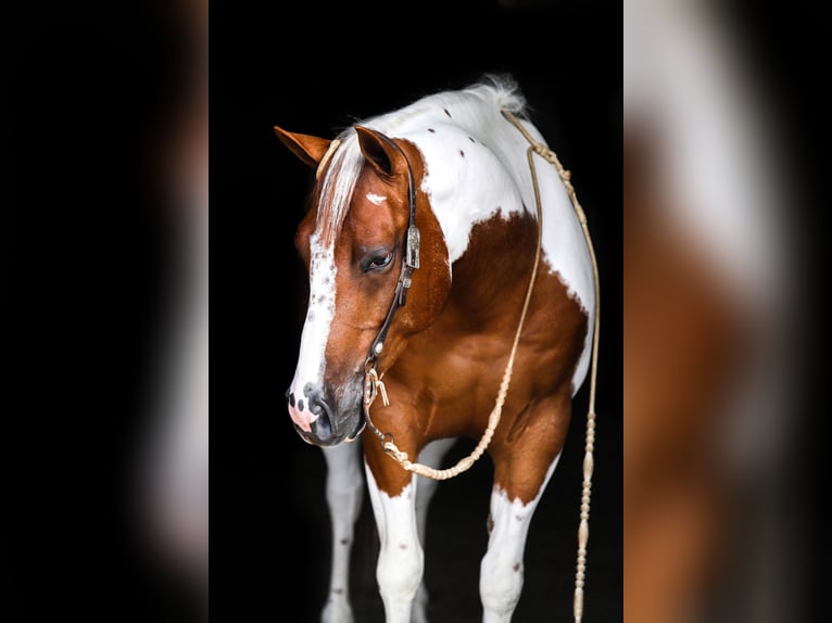 Paint-häst Valack 7 år 150 cm Fux in Lake Lillian MN