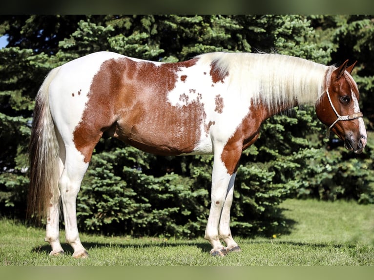 Paint-häst Valack 7 år 150 cm Fux in Lake Lillian MN