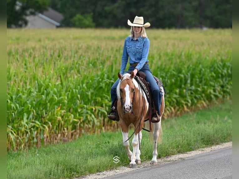 Paint-häst Valack 7 år 150 cm Palomino in Randolph, MN