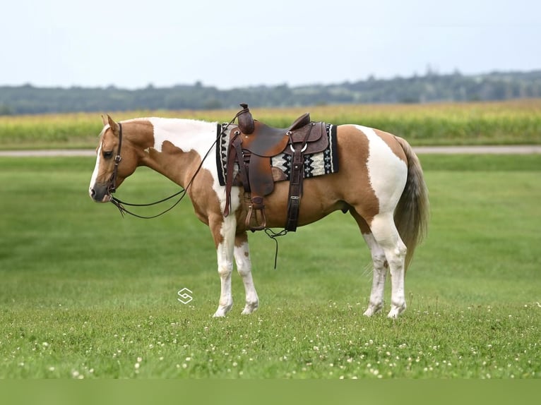 Paint-häst Valack 7 år 150 cm Palomino in Randolph, MN