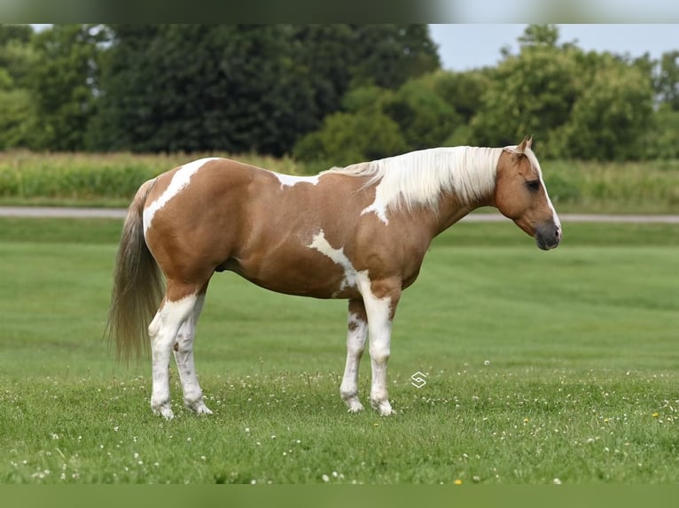 Paint-häst Valack 7 år 150 cm Palomino in Randolph, MN