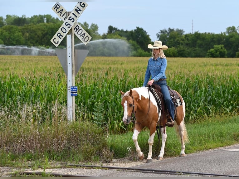 Paint-häst Valack 7 år 150 cm Palomino in Randolph, MN