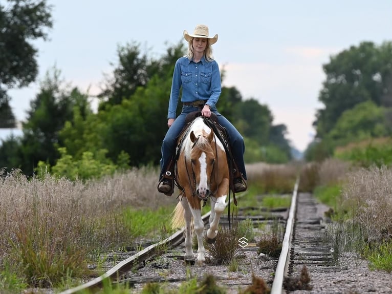 Paint-häst Valack 7 år 150 cm Palomino in Randolph, MN