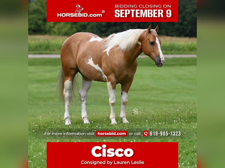 Paint-häst Valack 7 år 150 cm Palomino in Randolph, MN