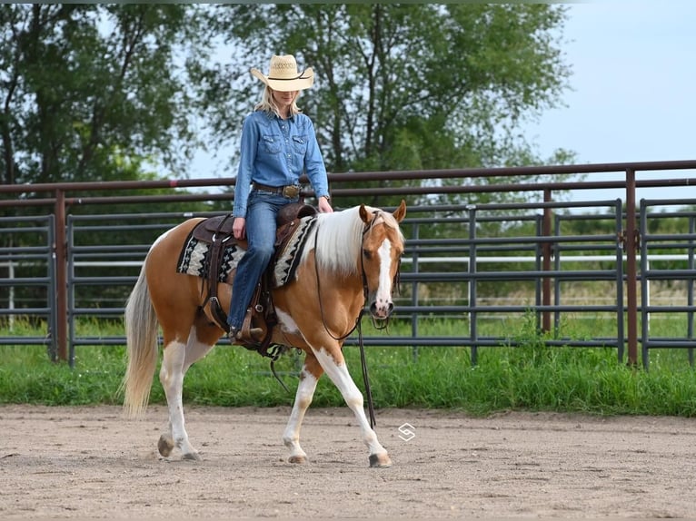 Paint-häst Valack 7 år 150 cm Palomino in Randolph, MN