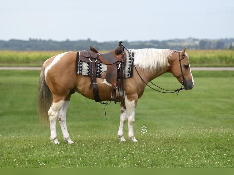 Paint-häst Valack 7 år 150 cm Palomino in Randolph, MN