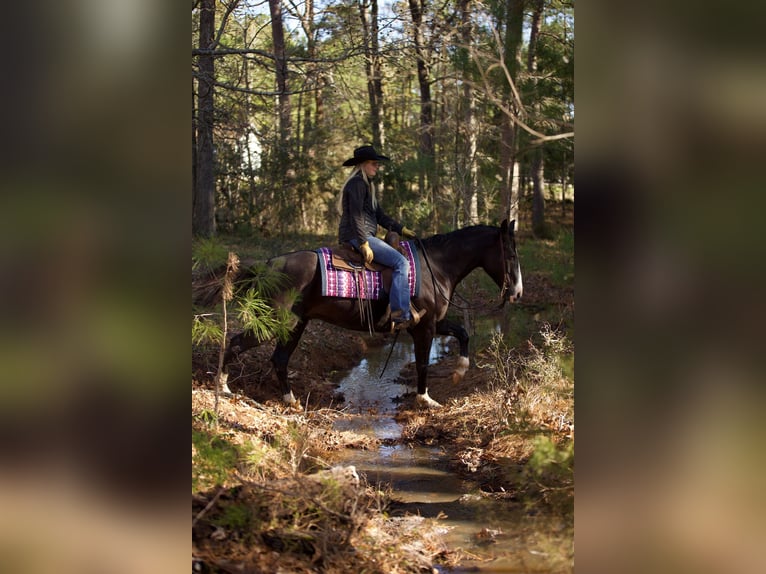 Paint-häst Valack 7 år 150 cm Svart in Huntsville, TX
