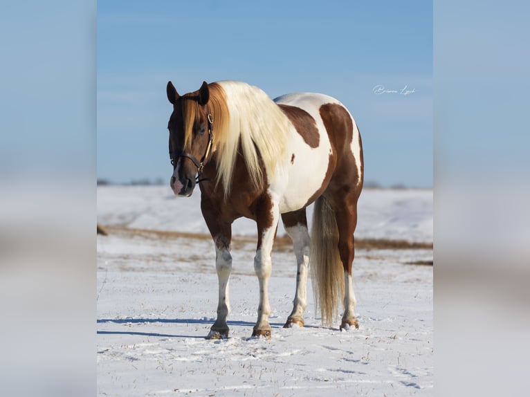 Paint-häst Valack 7 år 150 cm in Canistota, SD