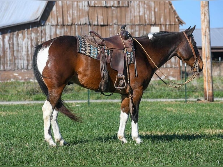 Paint-häst Valack 7 år 152 cm Brun in Buffalo, MO