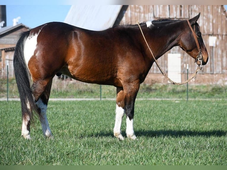 Paint-häst Valack 7 år 152 cm Brun in Buffalo, MO