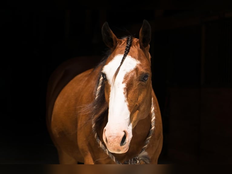 Paint-häst Valack 7 år 152 cm Brun in Buffalo, WY
