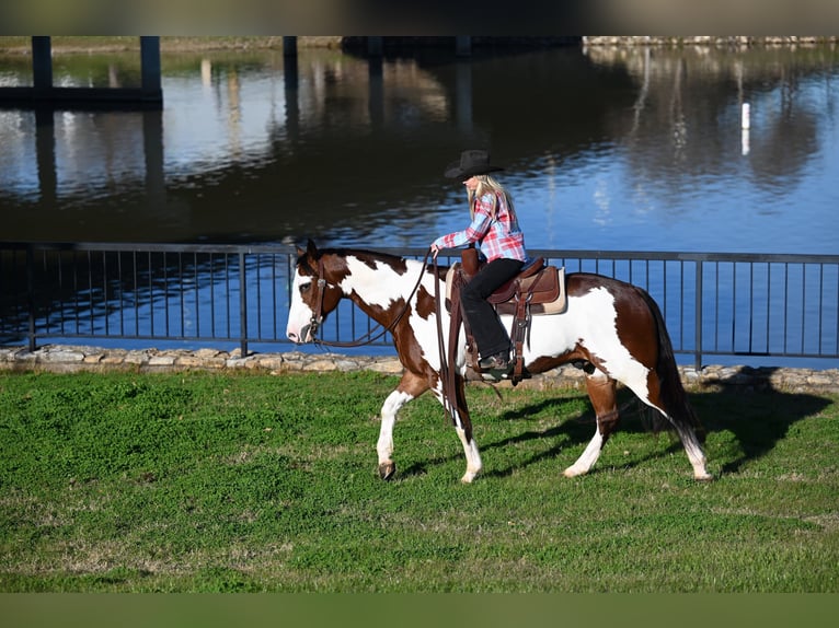 Paint-häst Valack 7 år 152 cm Brun in Waco, TX