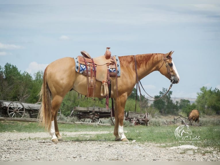 Paint-häst Valack 7 år 152 cm Fux med ål in Cody, WY