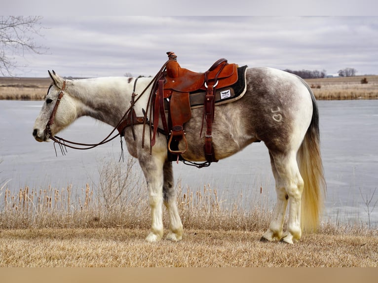 Paint-häst Valack 7 år 152 cm Grå in Valley Springs