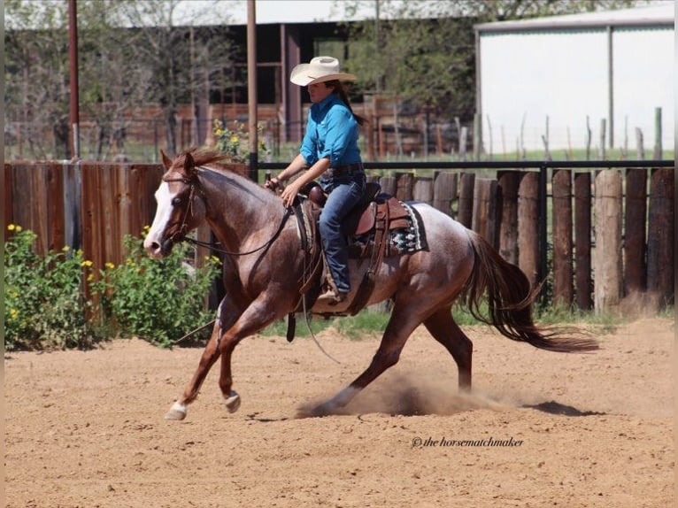 Paint-häst Valack 7 år 152 cm Rödskimmel in Milsap TX