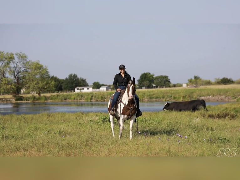 Paint-häst Valack 7 år 152 cm Tobiano-skäck-alla-färger in Granbury TX