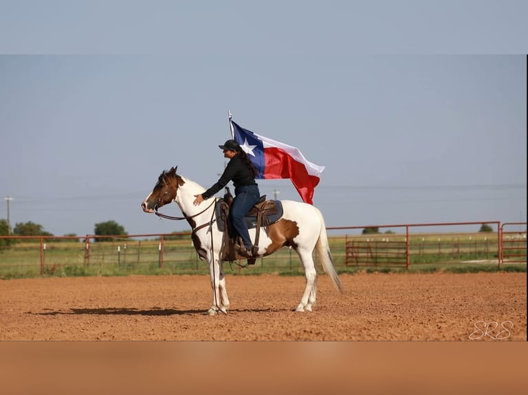 Paint-häst Valack 7 år 152 cm Tobiano-skäck-alla-färger in Granbury TX