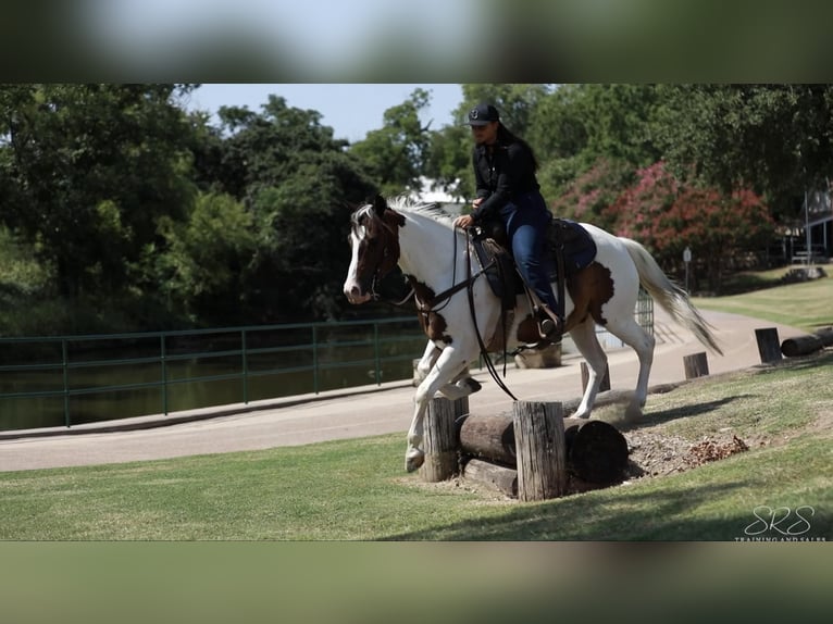 Paint-häst Valack 7 år 152 cm Tobiano-skäck-alla-färger in Granbury TX