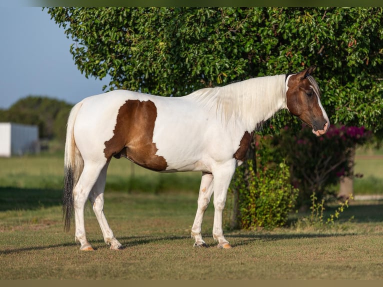 Paint-häst Valack 7 år 152 cm Tobiano-skäck-alla-färger in Granbury TX