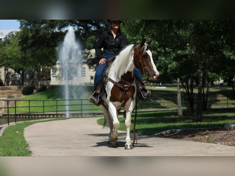 Paint-häst Valack 7 år 152 cm Tobiano-skäck-alla-färger in Granbury TX