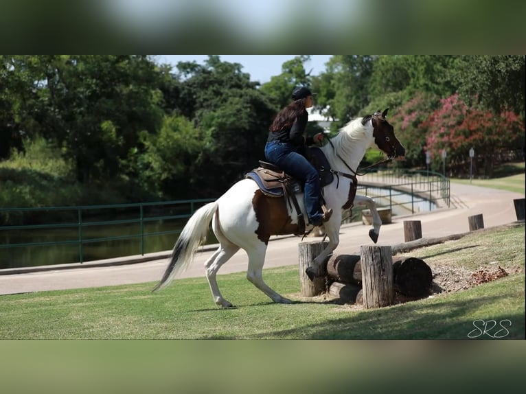 Paint-häst Valack 7 år 152 cm Tobiano-skäck-alla-färger in Granbury TX