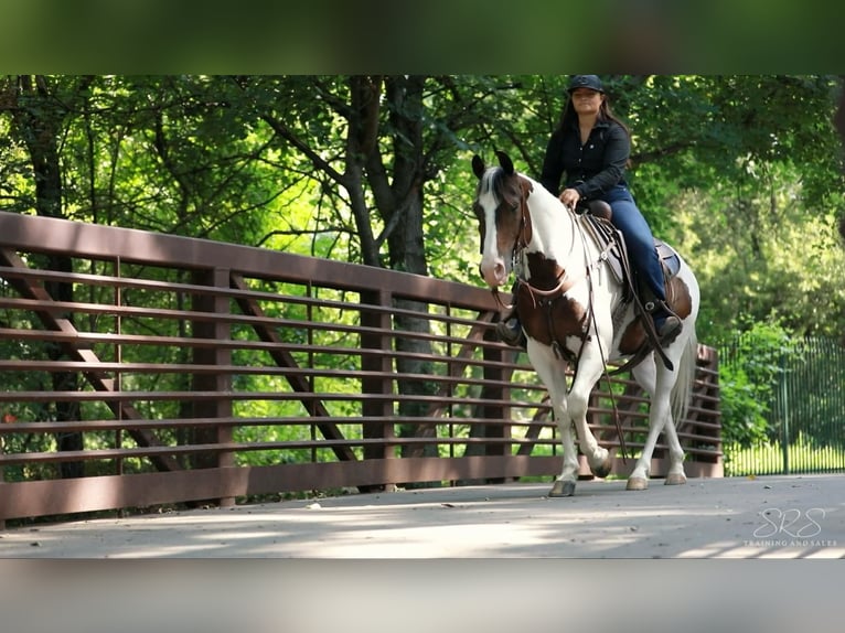 Paint-häst Valack 7 år 152 cm Tobiano-skäck-alla-färger in Granbury TX