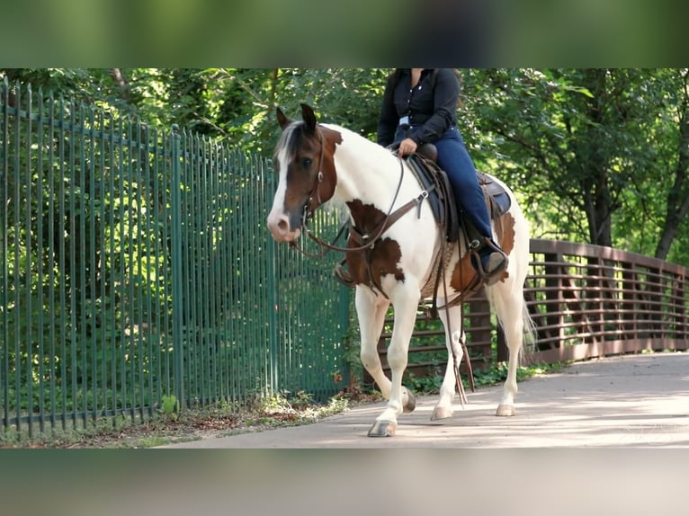 Paint-häst Valack 7 år 152 cm Tobiano-skäck-alla-färger in Granbury TX