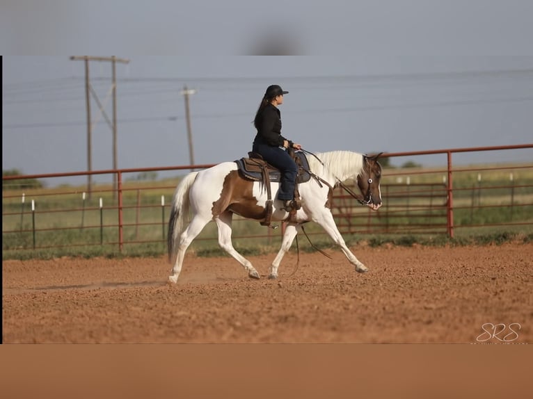 Paint-häst Valack 7 år 152 cm Tobiano-skäck-alla-färger in Granbury TX