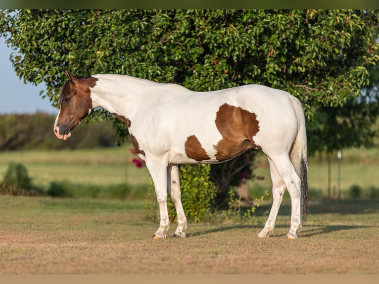 Paint-häst Valack 7 år 152 cm Tobiano-skäck-alla-färger in Granbury TX