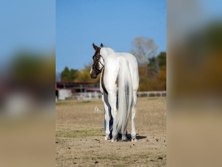 Paint-häst Valack 7 år 155 cm Brunskimmel in Terrell