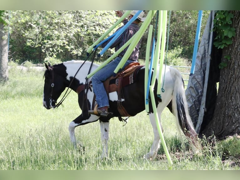 Paint-häst Blandning Valack 7 år 155 cm Pinto in Mount Vernon