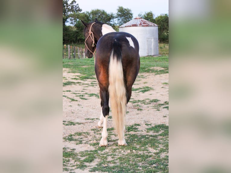 Paint-häst Valack 7 år 155 cm Tobiano-skäck-alla-färger in cHARLOTTE IA