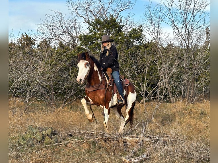 Paint-häst Valack 7 år 155 cm Tobiano-skäck-alla-färger in Jacksboro TX