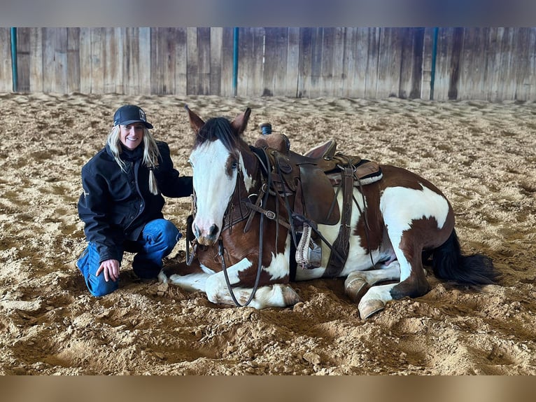 Paint-häst Valack 7 år 155 cm Tobiano-skäck-alla-färger in Jacksboro TX