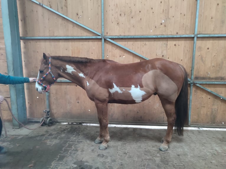 Paint-häst Blandning Valack 7 år 160 cm Overo-skäck-alla-färger in Langerwehe