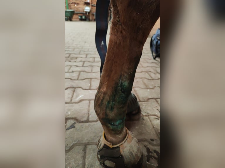 Paint-häst Blandning Valack 7 år 160 cm Overo-skäck-alla-färger in Langerwehe